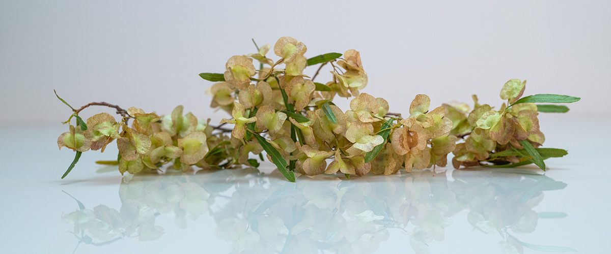 Rejuvenating Oil Rejuvenating Oil